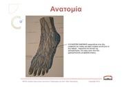 Page 5, FLEVOKENDISI