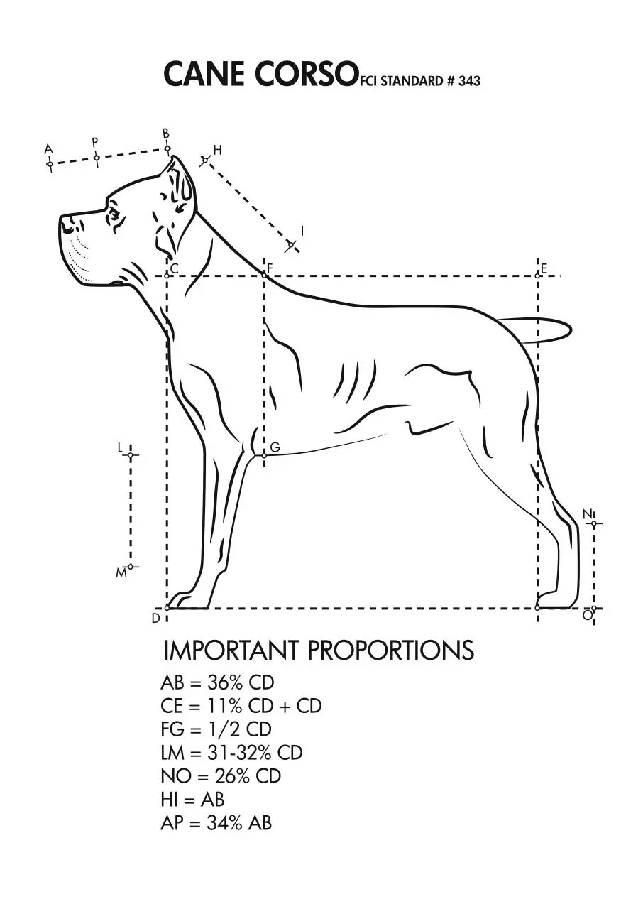 Page 1 of 1, canecorso