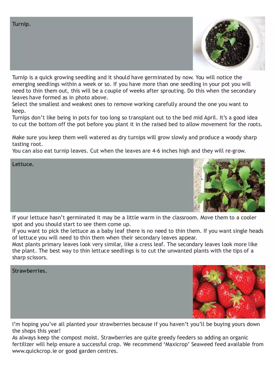 Page 2 of 3, Quickcrop Schools Update