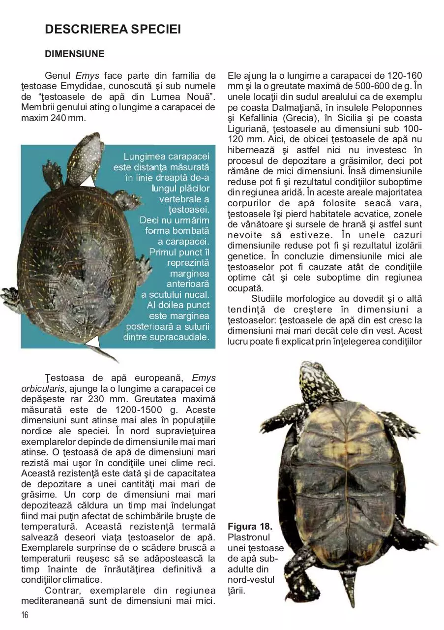 Page 5 of 17, Emys orbicularis.Extras descriere