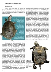 Page 5, Emys orbicularis.Extras descriere