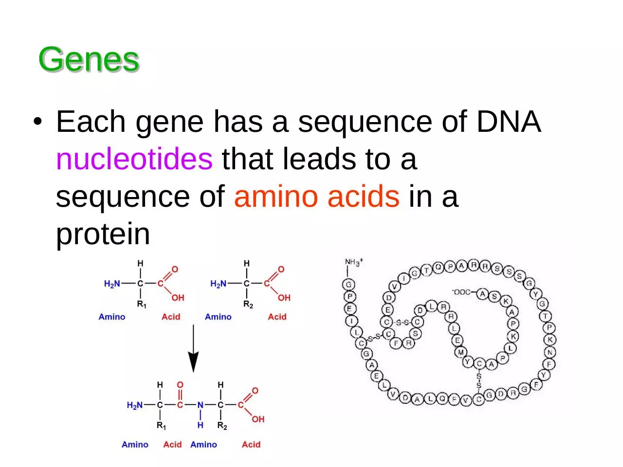 Page 4 of 31, 13 Protein Synthesis and Mutations
