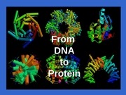 Page 1, 13 Protein Synthesis and Mutations