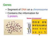 Page 2, 13 Protein Synthesis and Mutations