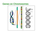 Page 3, 13 Protein Synthesis and Mutations