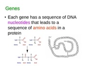 Page 4, 13 Protein Synthesis and Mutations
