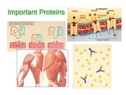 Page 5, 13 Protein Synthesis and Mutations