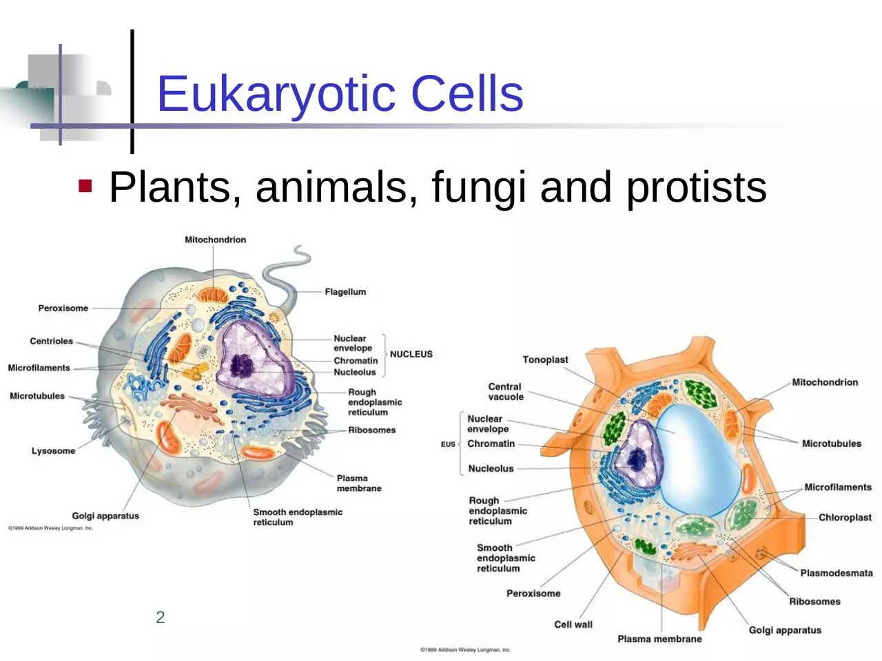 Page 2 of 39, 7 cell structures