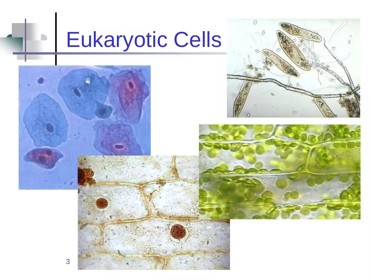 Page 3 of 39, 7 cell structures