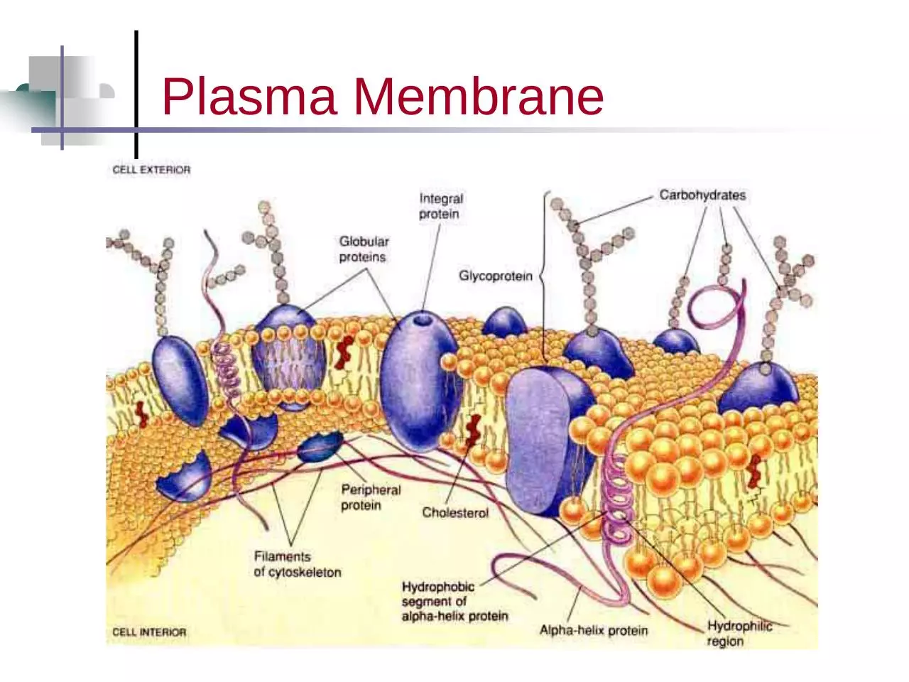 Page 5 of 39, 7 cell structures