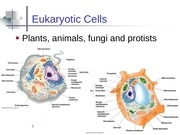 Page 2, 7 cell structures