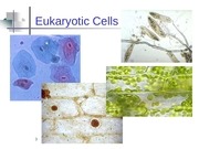 Page 3, 7 cell structures