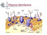 Page 5, 7 cell structures
