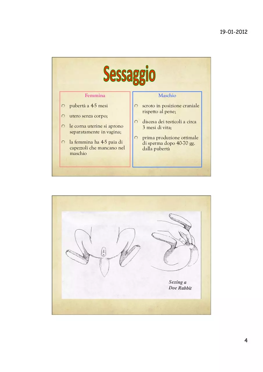 Page 4 of 30, 14 coniglio
