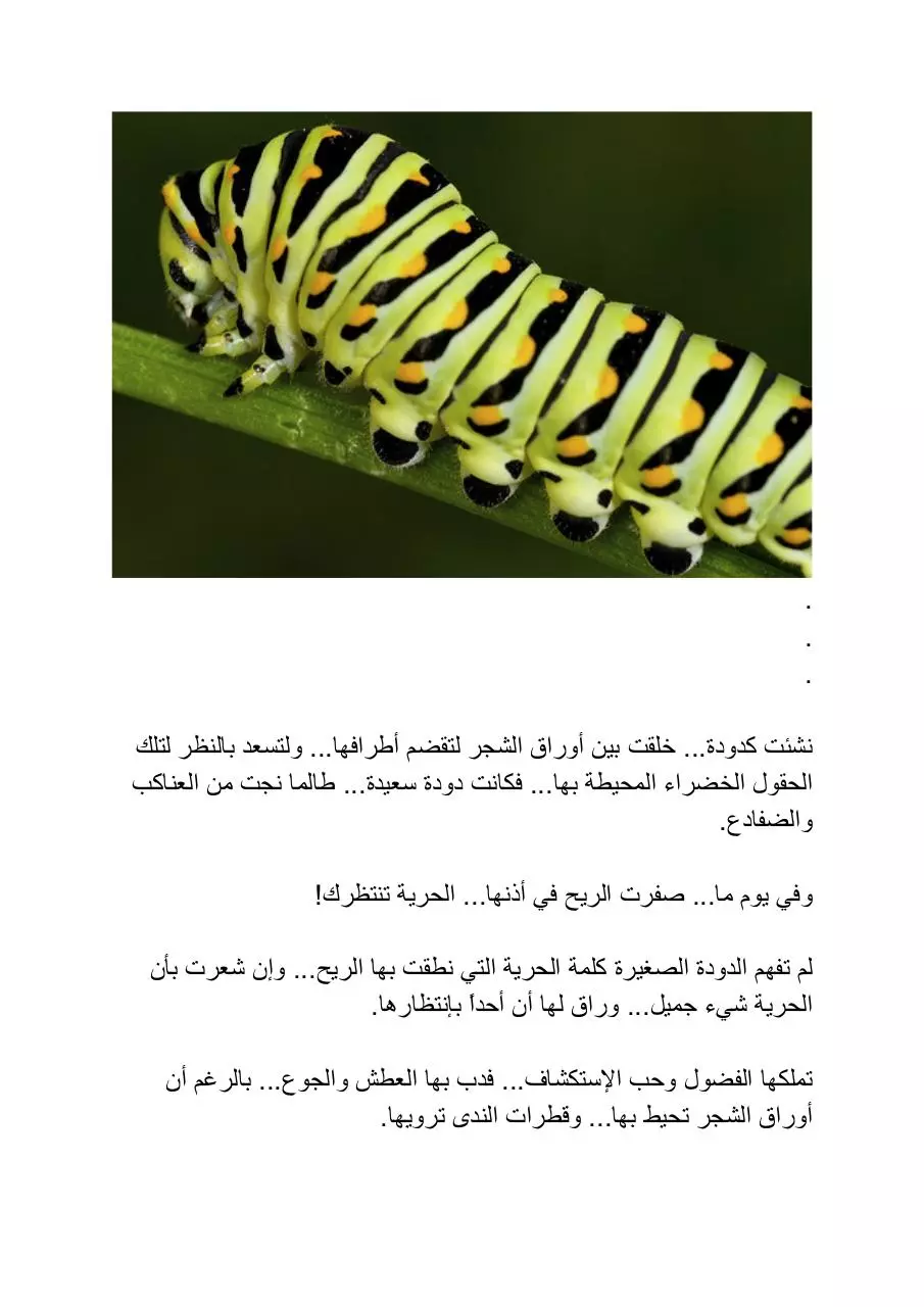 Page 1 of 4, Butterfly