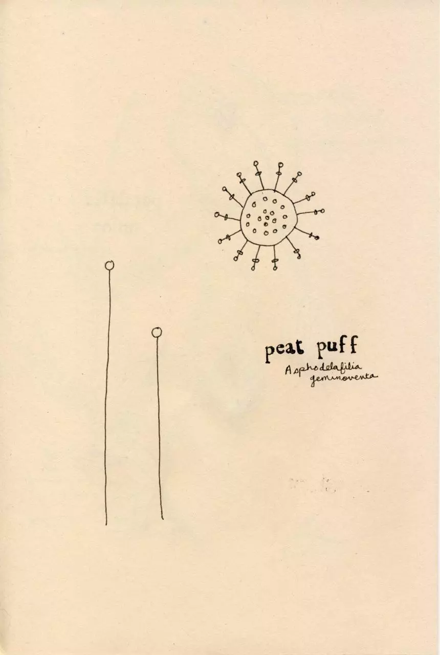 Page 4 of 12, Wild Flowers I Have Known Zine 2012 S&S