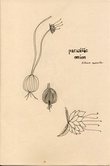 Page 3, Wild Flowers I Have Known Zine 2012 S&S
