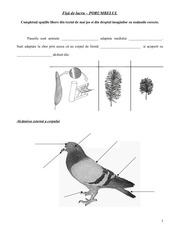 Page 1, fisa de lucru porumbelul
