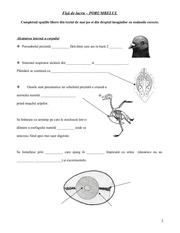 Page 2, fisa de lucru porumbelul