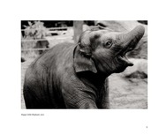 Page 5, Portfolio