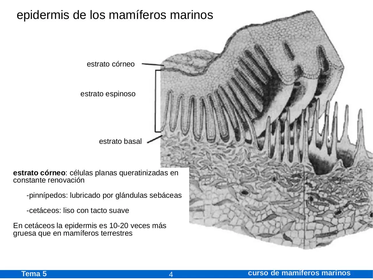 Page 4 of 67, 05mammar