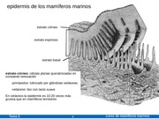 Page 4, 05mammar