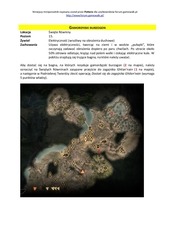 Page 5, Dragon Age Inkwizycja Poradnik [smoki]