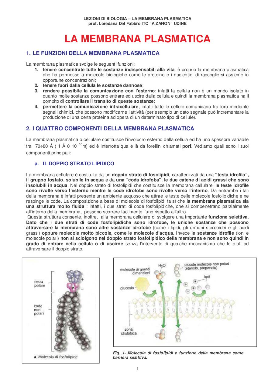 la_membrana_plasmatica_1.pdf - page 1/8