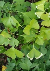 Page 2, ELIKSIR ŽIVOTA Ginkgo biloba 2015