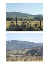 Page 4, Chacra Tamarix