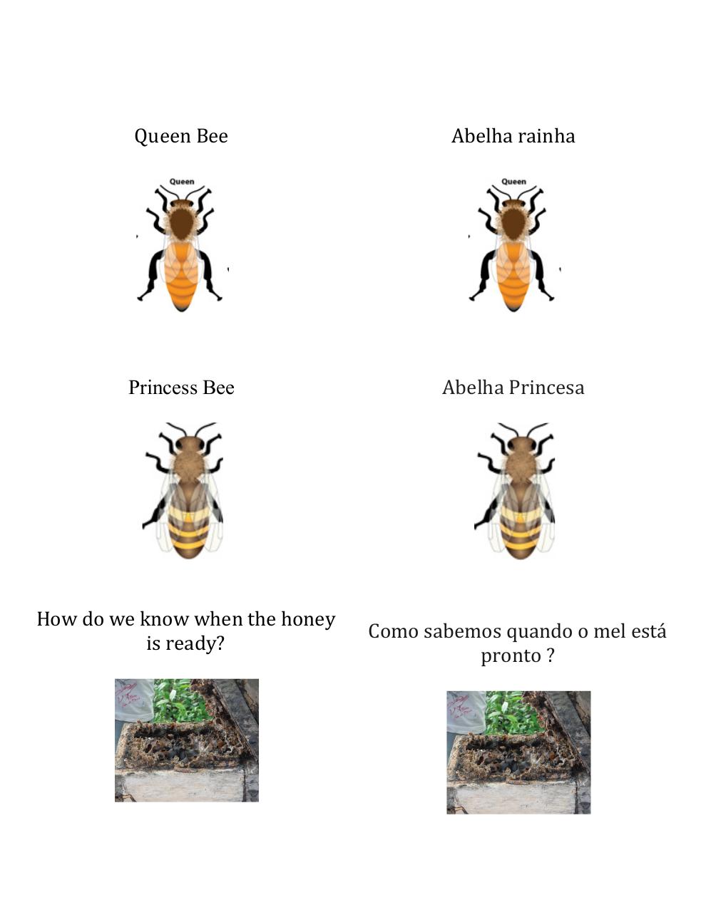 visual dictionary- stingless bees 12-16-suze.pdf - page 3/6