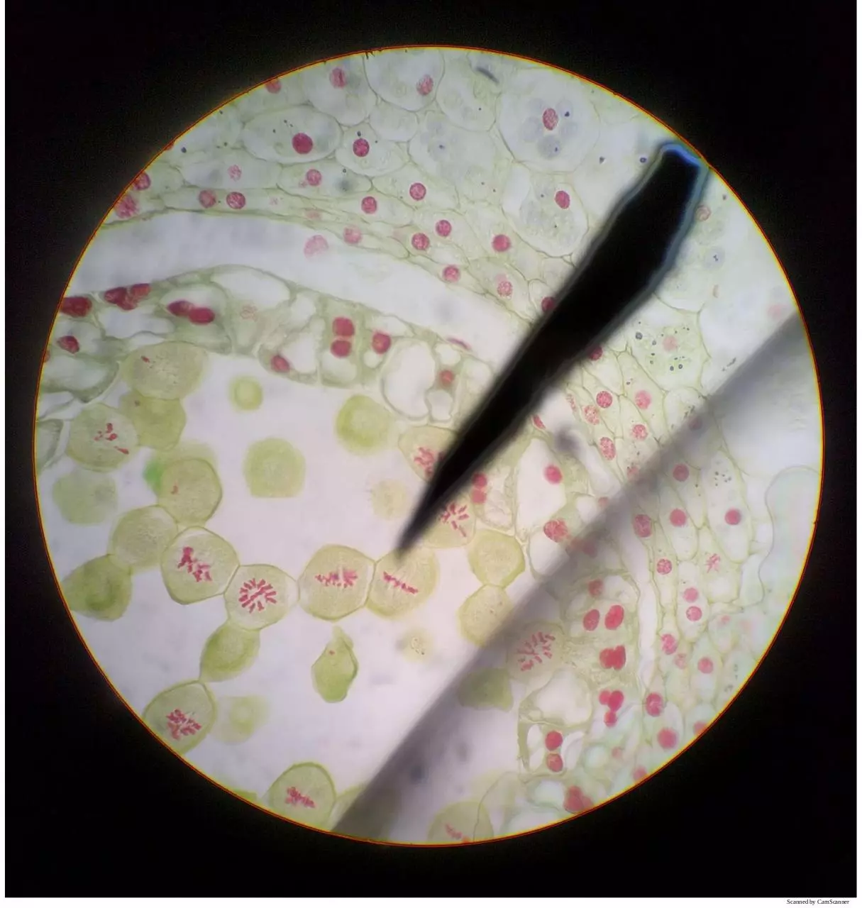 Page 3 of 16, Meiosis