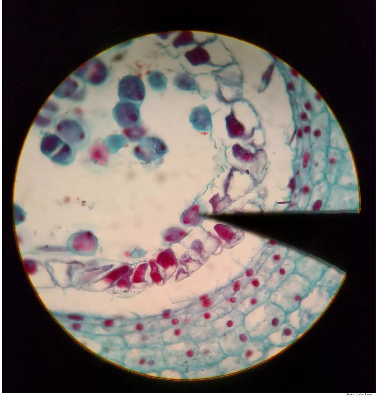 Page 5 of 16, Meiosis