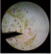 Page 1, Meiosis