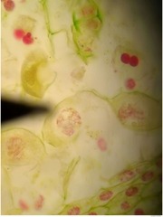 Page 2, Meiosis
