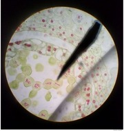 Page 3, Meiosis