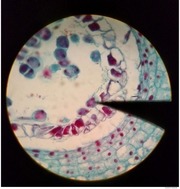 Page 5, Meiosis