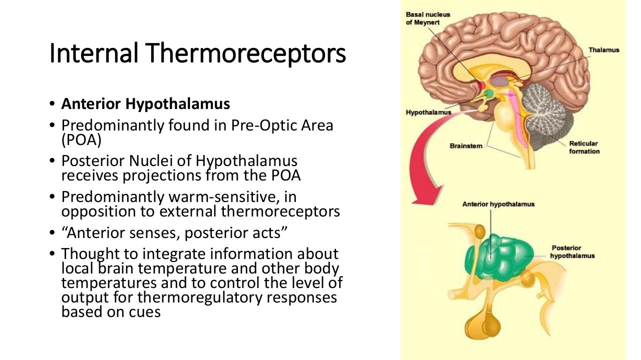 Internal Thermosense In Vertebrates.pdf - page 3/31