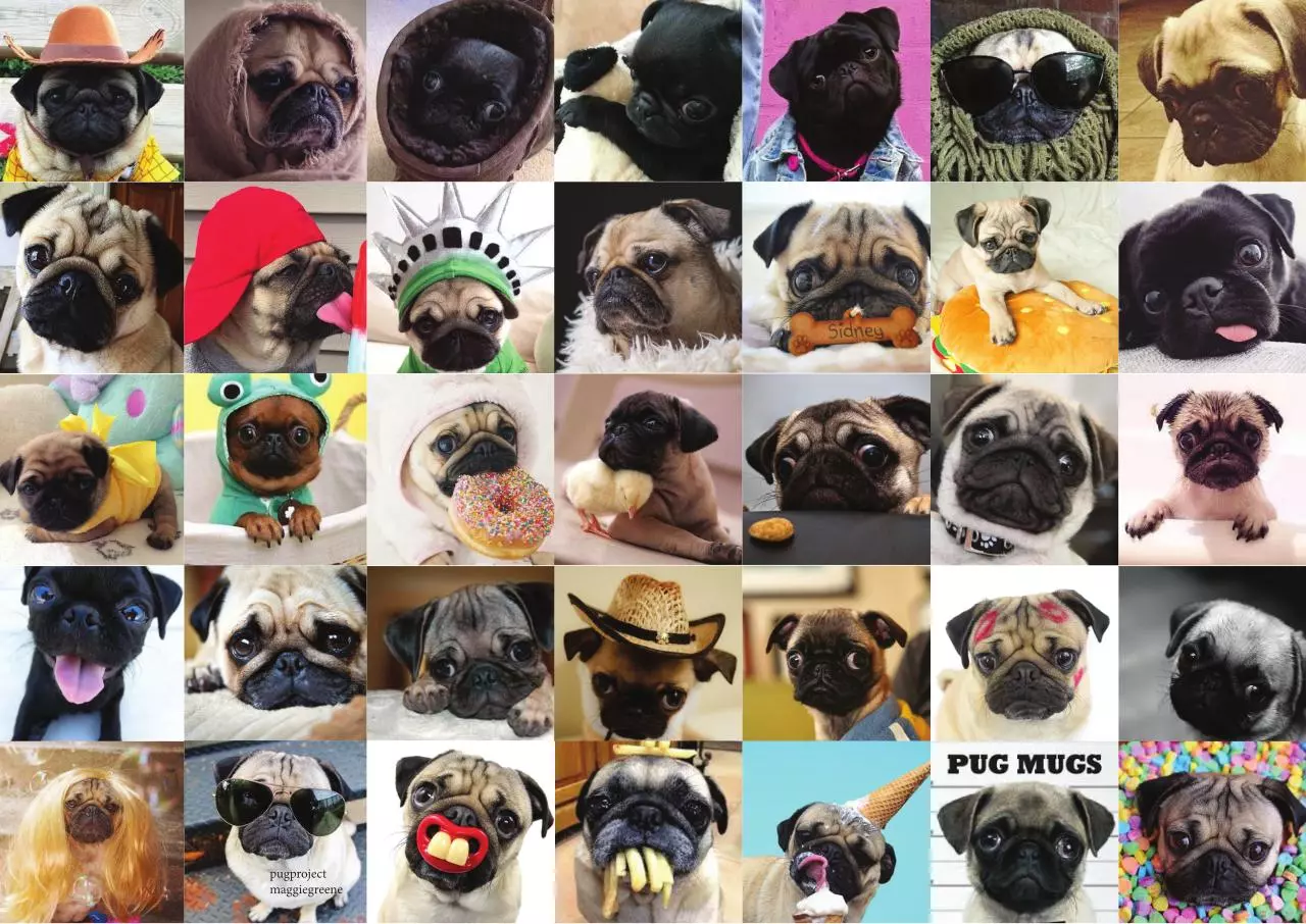 Page 1 of 1, Pug A3 bookcover giftcover