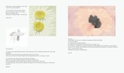 Page 2, Plants and Gardens just flowers 07.07.17