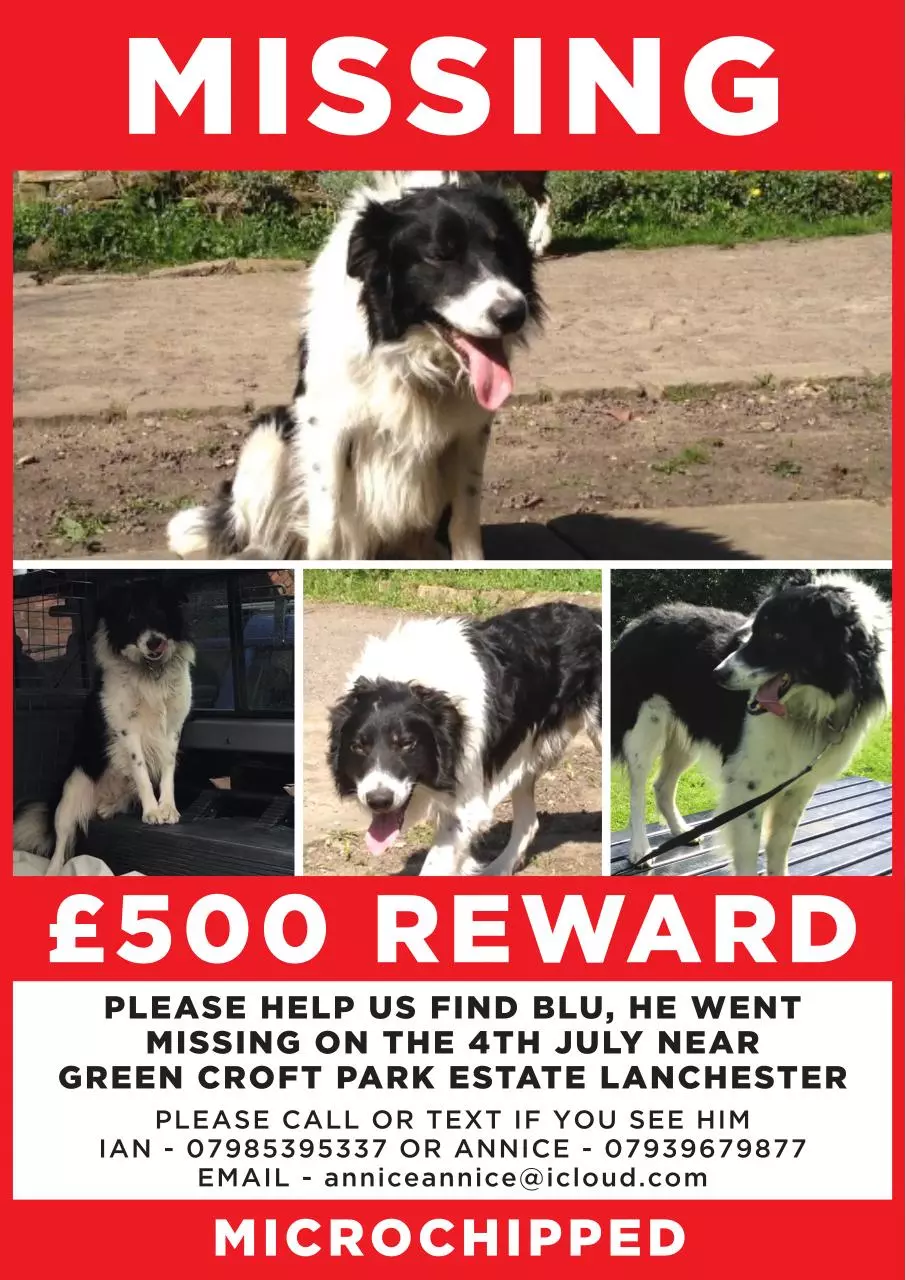Page 1 of 1, Blu Missing Poster WEB
