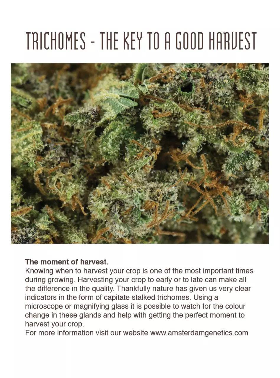 Page 2 of 32, Amsterdam Genetics Mini Seed Guide 2016