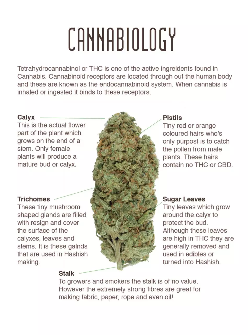 Page 3 of 32, Amsterdam Genetics Mini Seed Guide 2016
