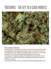 Page 2, Amsterdam Genetics Mini Seed Guide 2016