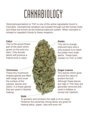 Page 3, Amsterdam Genetics Mini Seed Guide 2016