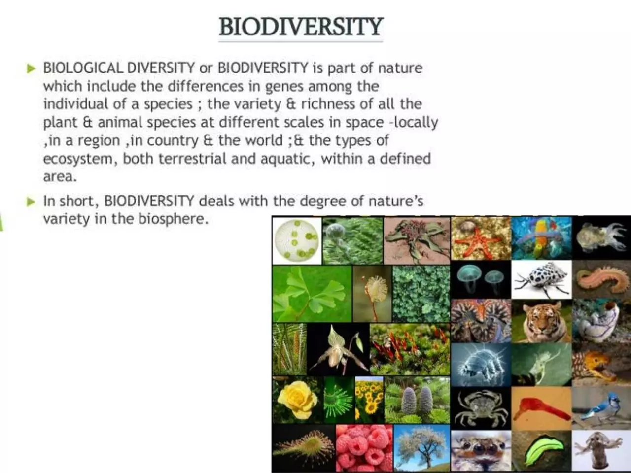 Page 2 of 52, Biodiversity Values 4.12.17