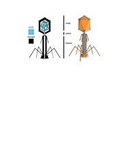 Page 4, Viruses