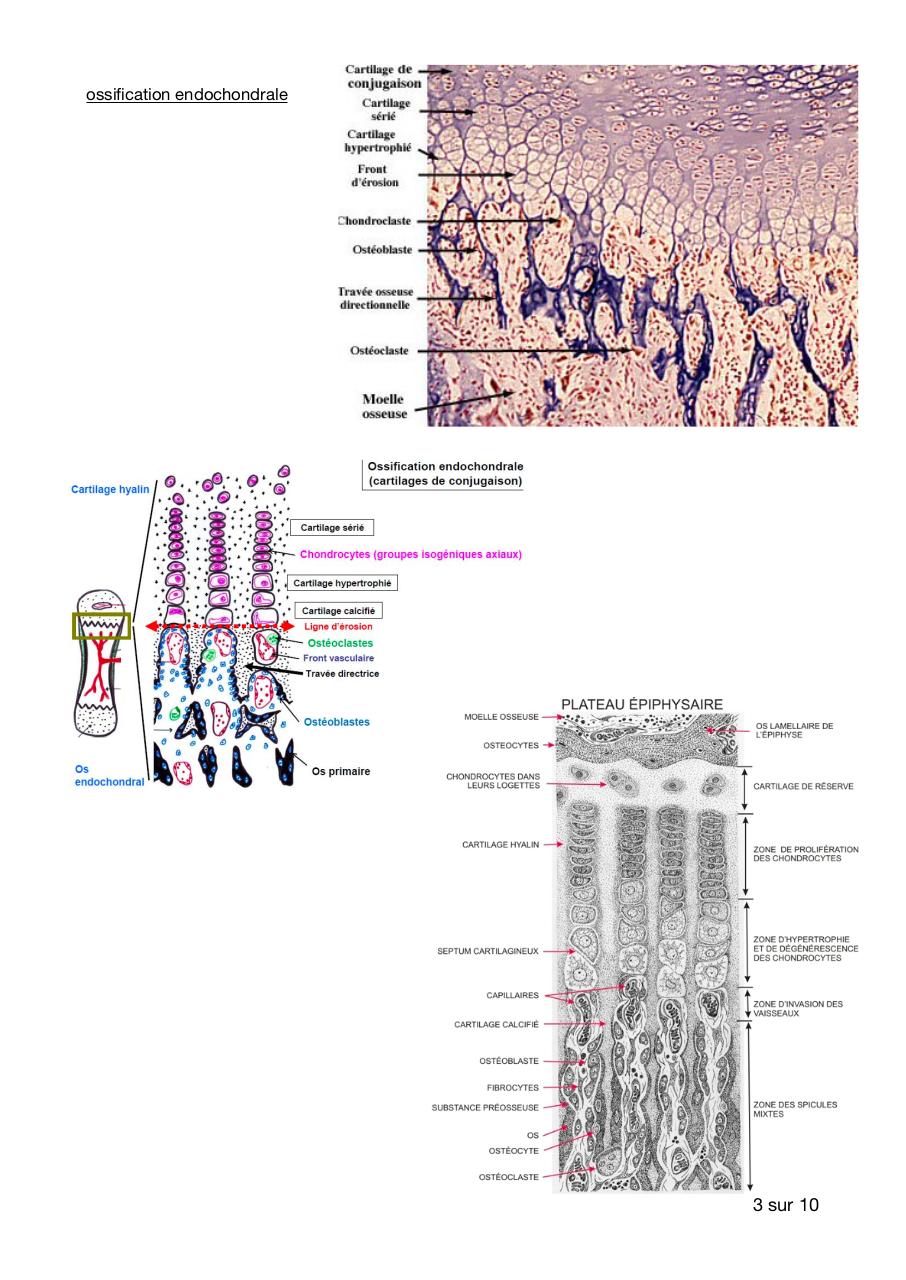 SV2 chap 4 histo tissu cartilagineux et osseux .pdf - page 3/10