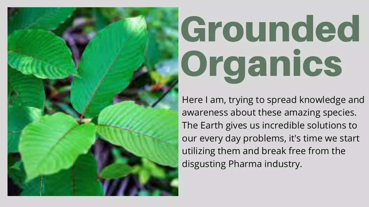 Page 1 of 6, Grounded Organics